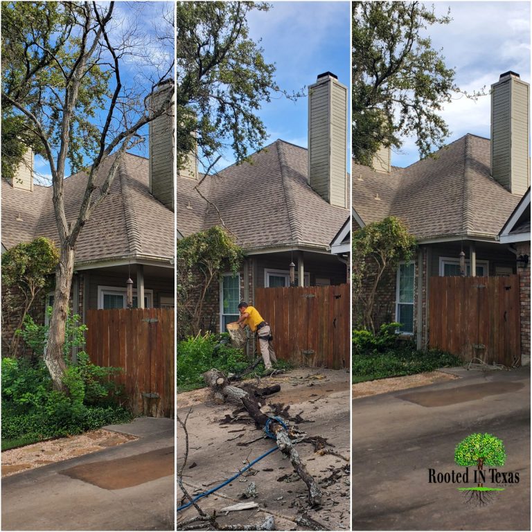Tree Well Austin Tree Service In Austin, TX | Certified Arborist Tree Care